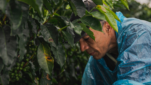 Kaffeeproduzent auf seiner Plantage