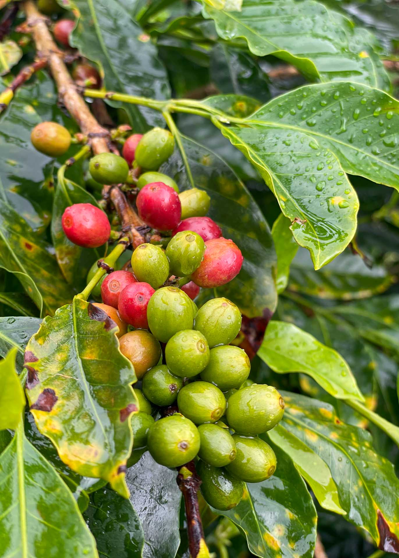 Rote Kaffeekirschen am Baum zwischen nassen, glänzenden Blättern – Nahaufnahme einer Kaffeepflanze auf einer Finca in Huila, Kolumbien
