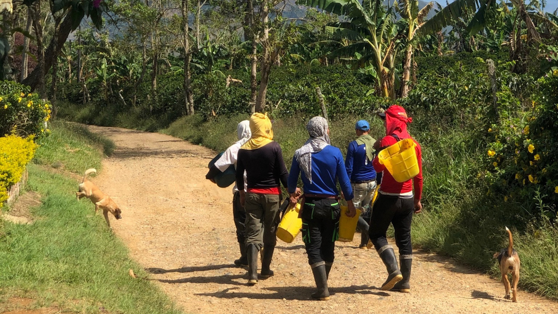 Kaffeeernte in Kolumbien – harte Handarbeit am Steilhang