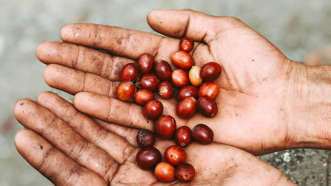 Die Reise der Kaffeebohne – Vom Samen bis in deine Tasse - Und warum Kaffee weltweit noch immer viel zu günstig verkauft wird