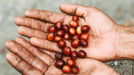 Die Reise der Kaffeebohne – Vom Samen bis in deine Tasse - Und warum Kaffee weltweit noch immer viel zu günstig verkauft wird