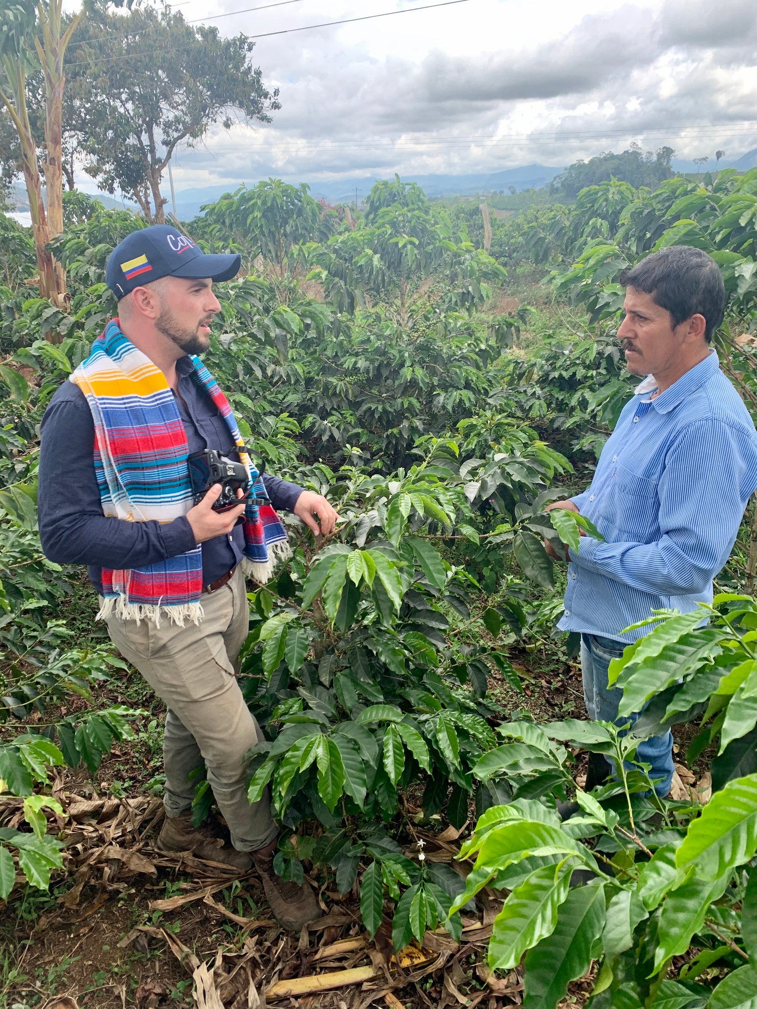 Green Coffee Cofitur Villa Betulia high altitute specialty coffee