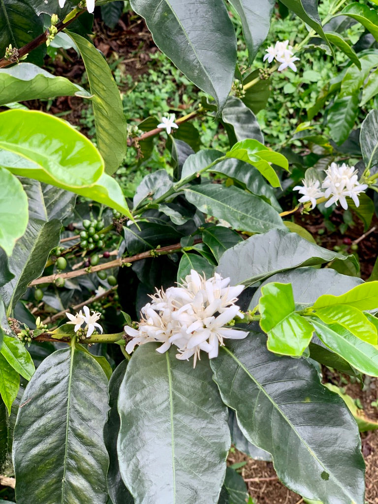 Cofitur Direct Trade Coffee Flower Specialty Coffee Green Coffee