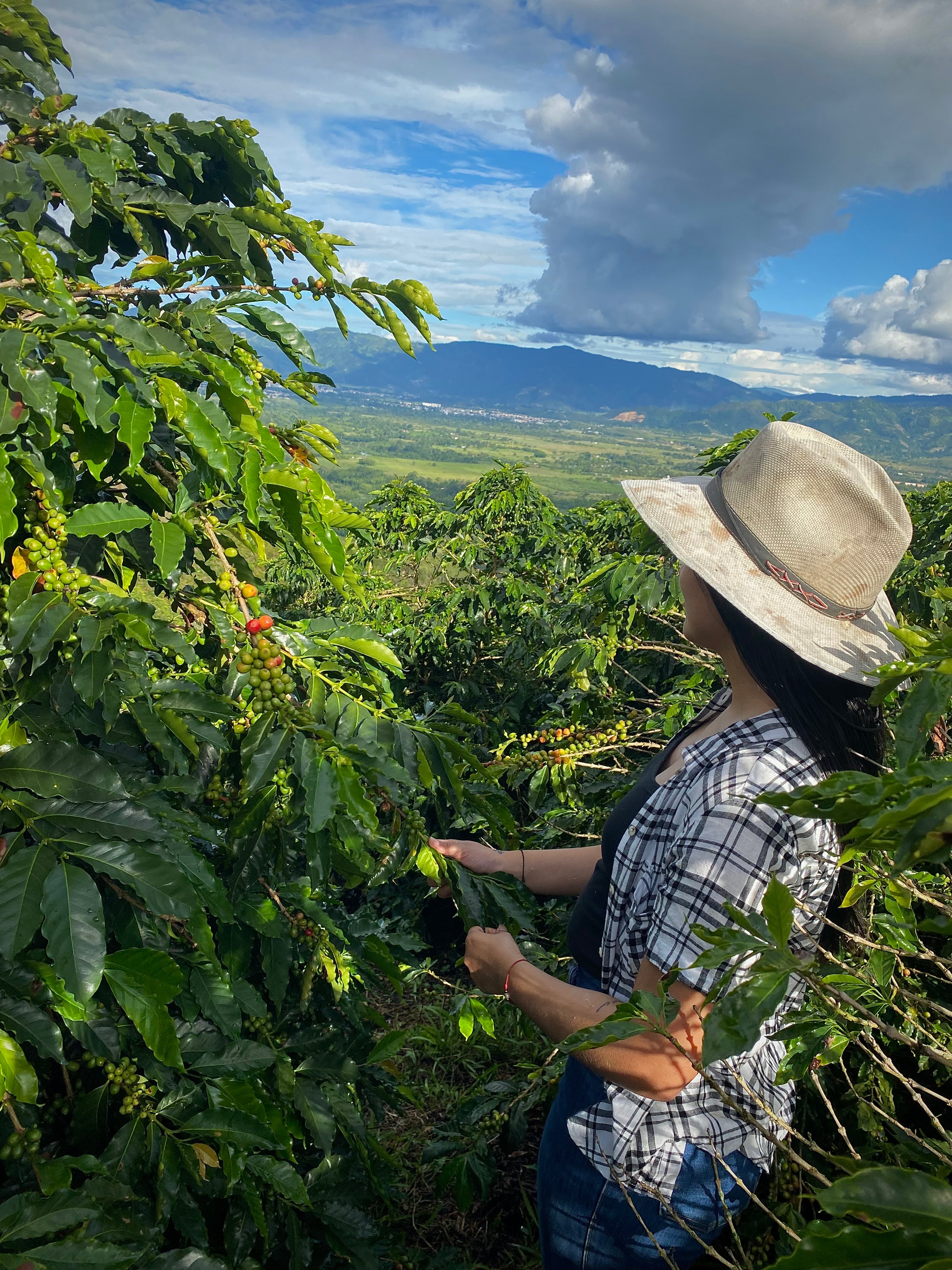 Cofitur Direct Trade Green Coffee Specialty Colombia