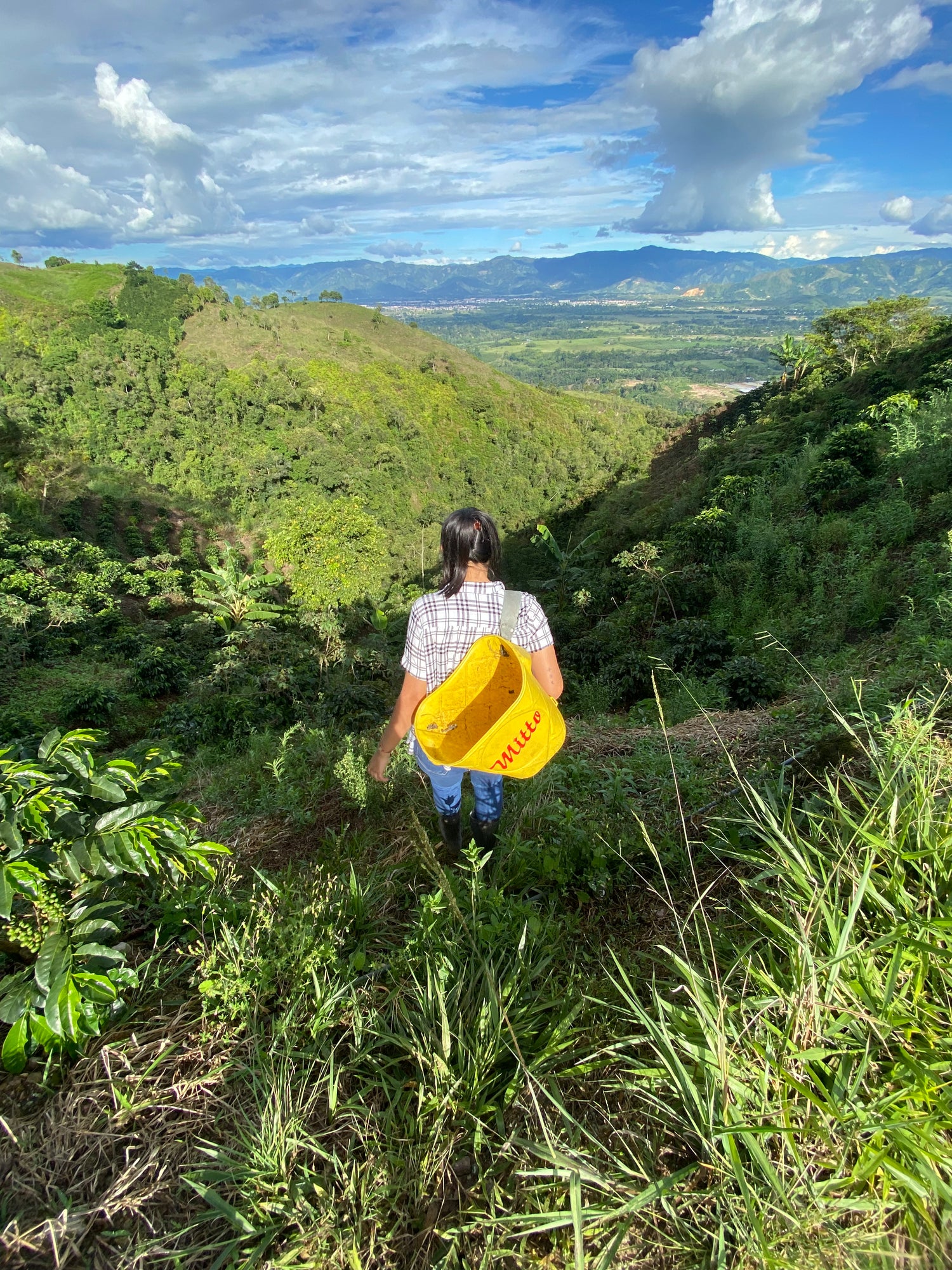 Cofitur Direct Trade Green Coffee Colombia Specialty