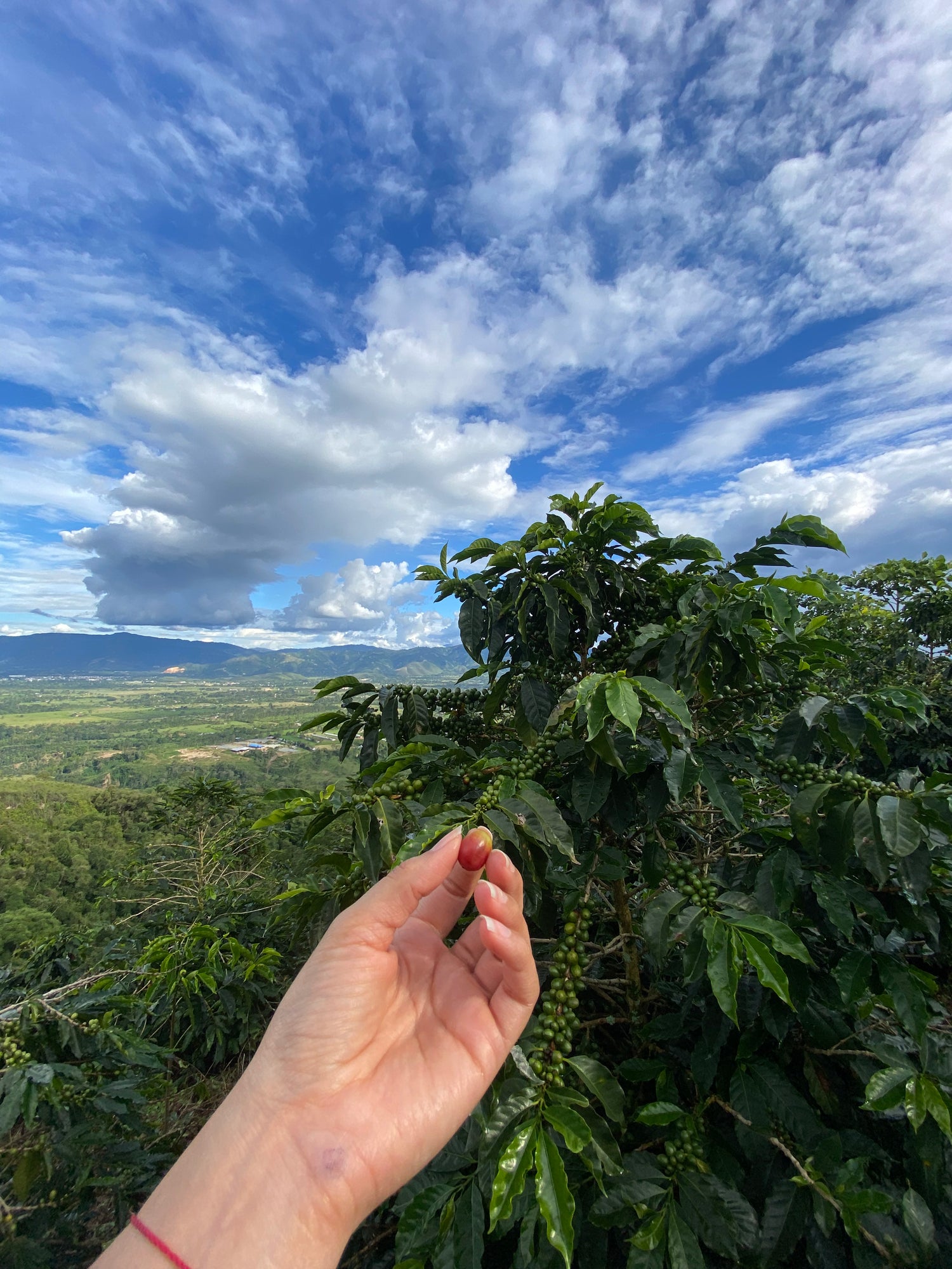 Cofitur Direct Trade Green Coffee Colombia 