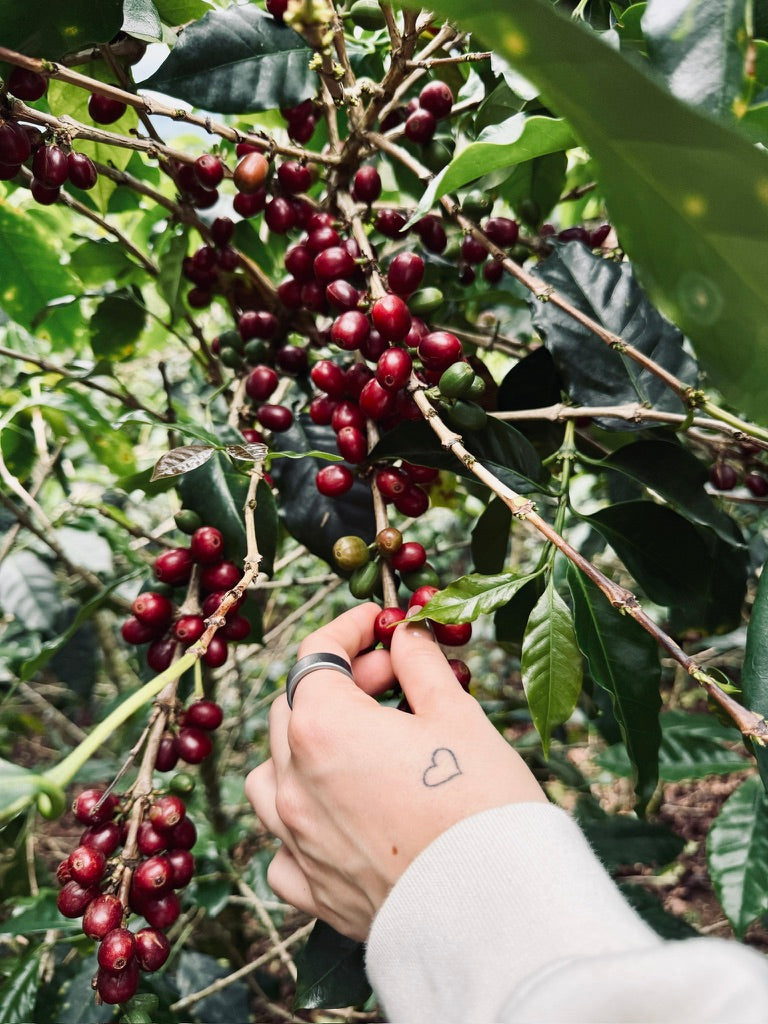 Kaffeekirschen Ernte Vera Richartz Hand Direct Trade GReen Coffee Specialty Green Coffee