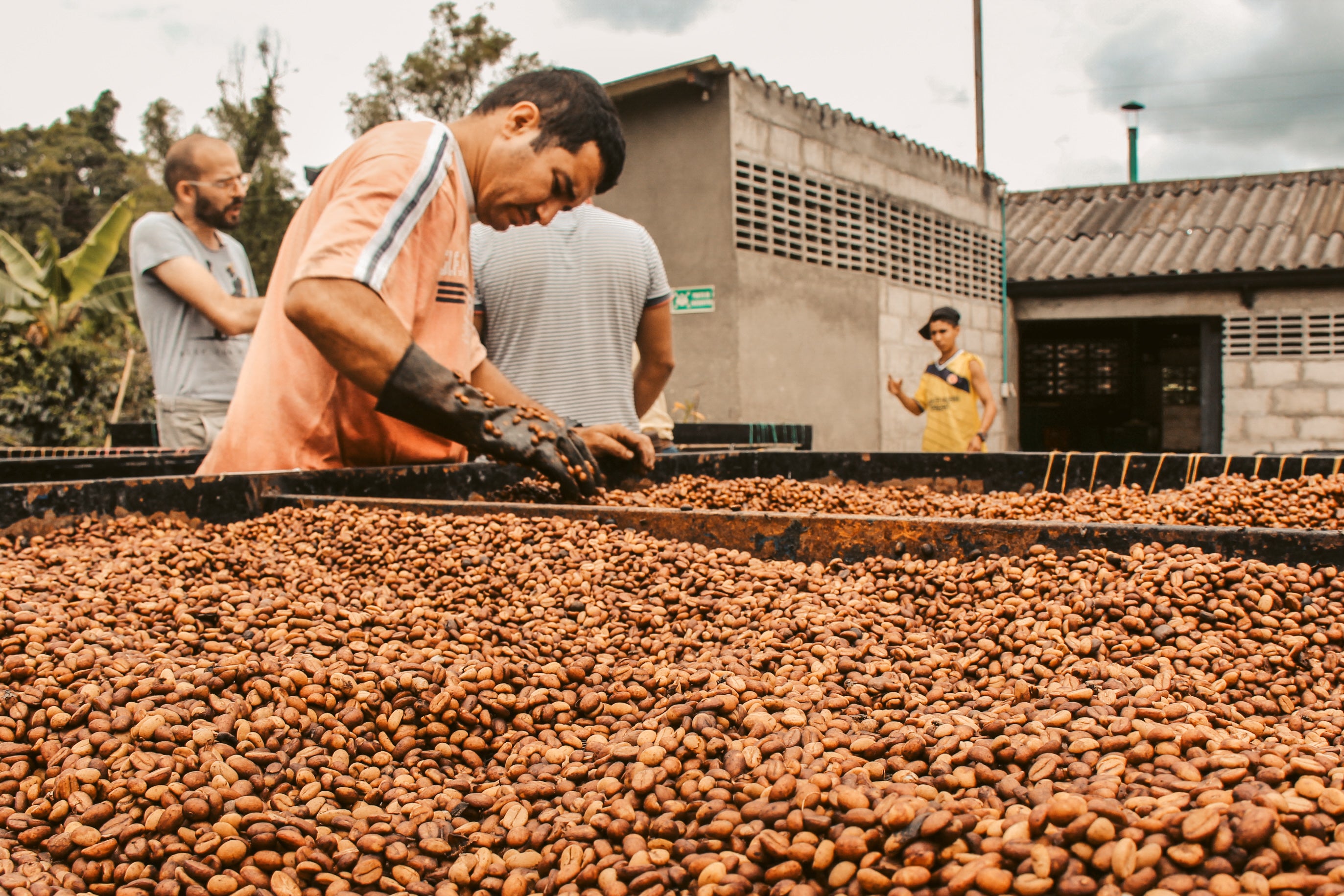 Cofitur Rohkaffee wird getrocknet