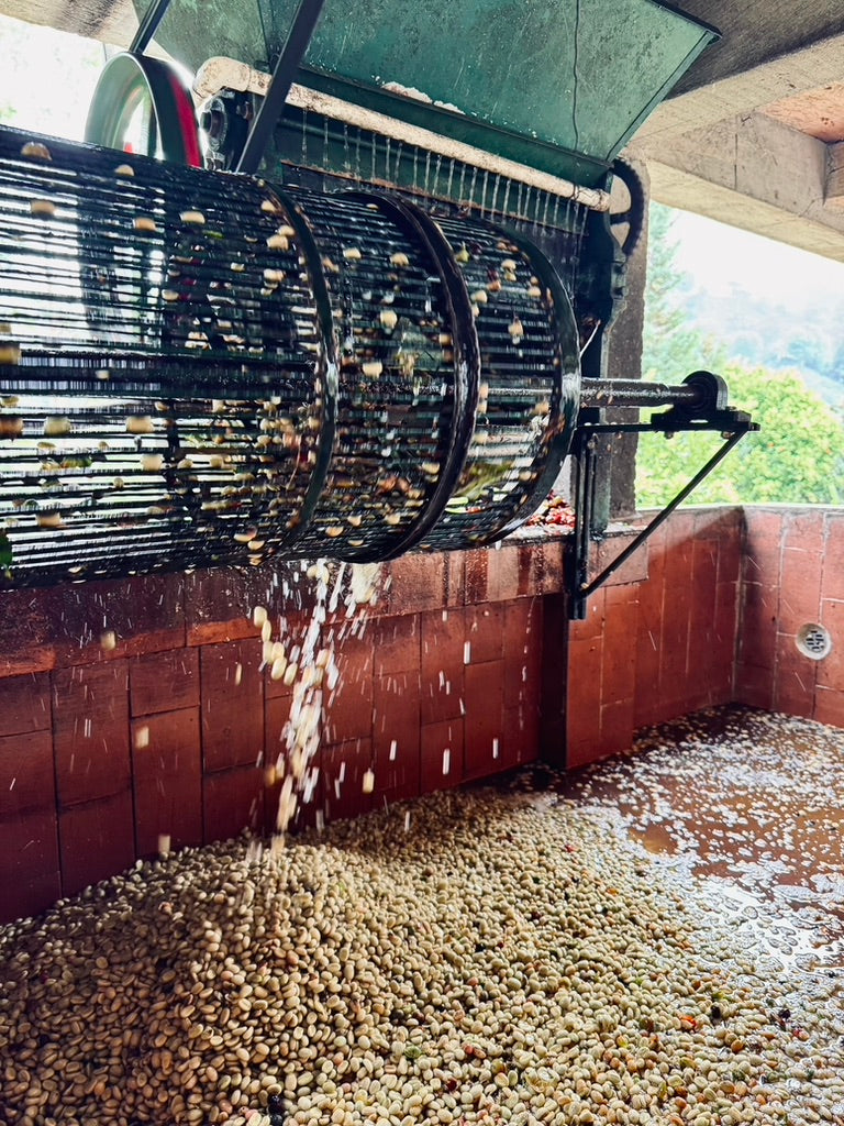 Washed Process Cofitur Vera Richartz Green Coffee Colombia Direct Trade