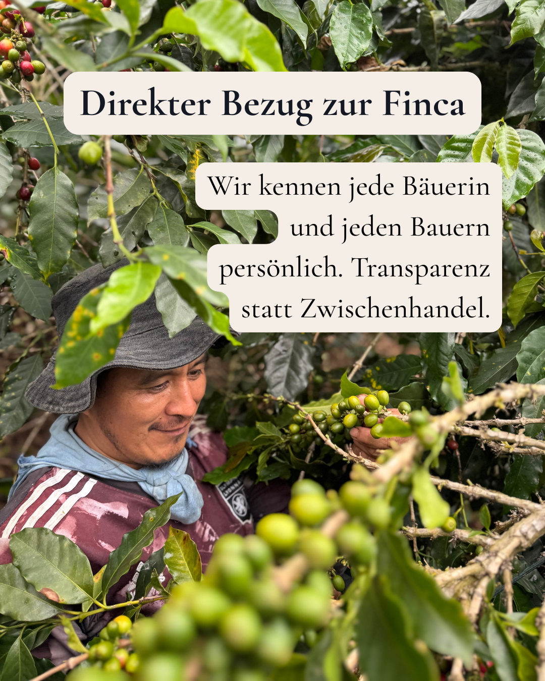 Kaffeebauer in Kolumbien bei der Ernte unreifer Kaffeekirschen auf der Finca Los Cauchos; Origintrips mit Vera Richartz und Frederic Bertolone