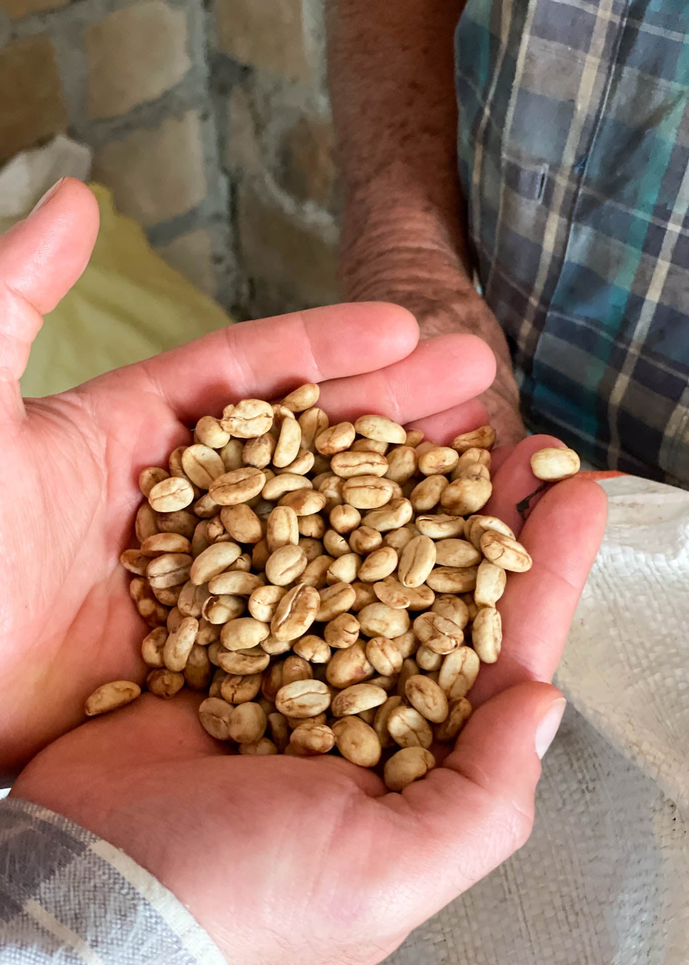 Getrocknete Kaffeebohnen vor der finalen händischen Auswahl – ein Schritt im Aufbereitungsprozess auf der kolumbianischen Kaffeefinca