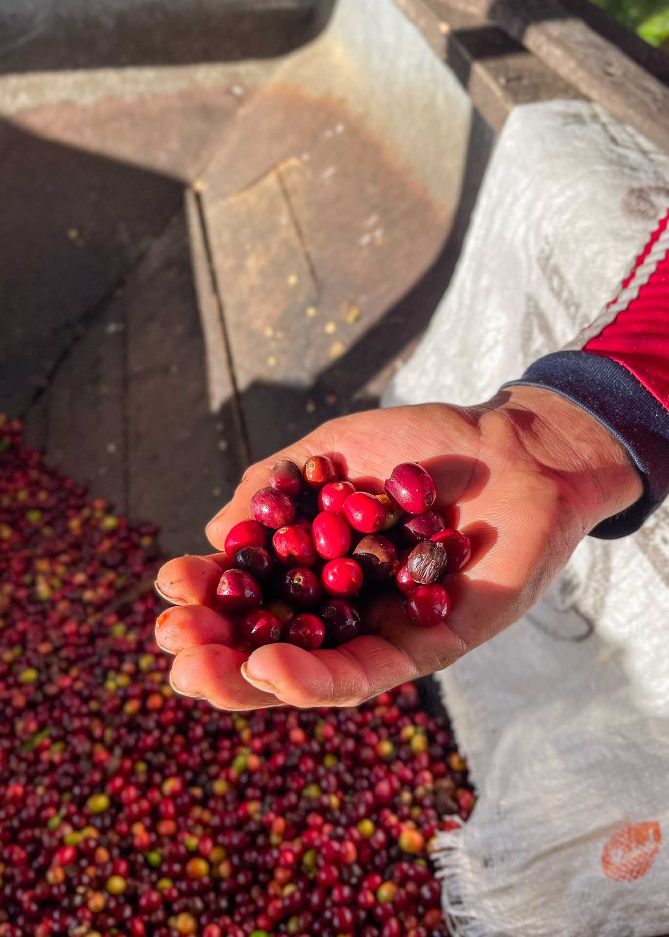 Frisch geerntete, reife Kaffeekirschen werden in der geöffneten Hand präsentiert – Symbol für Sorgfalt und Handarbeit auf der Kaffeefinca
